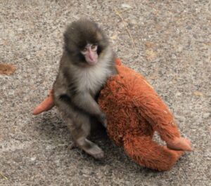 パンチがオラウータンのぬいぐるみを抱えている様子