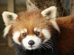 市川市動植物園の亡くなったライチ