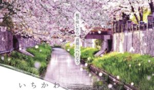 いちかわ真間川堤桜ウィーク2026開催｜提灯点灯・桜フォトスポット情報【市川市】