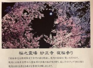 妙正寺「夜桜参り」初開催｜市川市北方町の桜之霊場でライトアップ