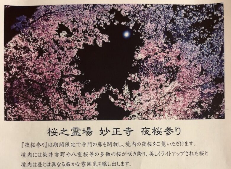 妙正寺「夜桜参り」初開催|市川市北方町の桜之霊場でライトアップ