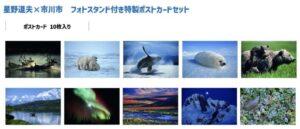 市川市公式サイトに掲載されている「星野道夫×市川市 フォトスタンド付き特製ポストカードセット」の紹介画像。10枚入りポストカードに、野生動物や雪原、山岳、オーロラなどの写真が掲載されているスクリーンショット