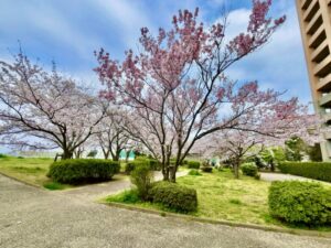 パークシティ裏の桜②