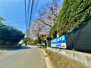 妙正寺入口付近の桜