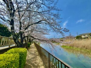 池沿いへ枝を伸ばす桜