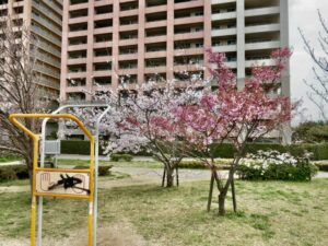 パークシティ裏の桜と健康器具