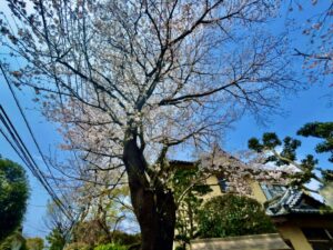 妙正寺入口付近の桜アップ