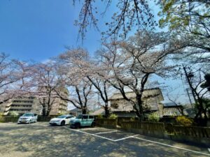 妙正寺駐車場の桜②