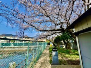 妙正寺妙正池前の桜