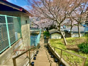 妙正寺妙正池参道階段上からの桜