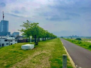 葉桜となった河津桜