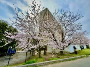 さくら堤公園の桜（裏手から）