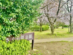 さくら堤公園の看板と桜