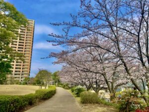 パークシティ市川脇の桜