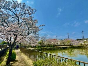水辺と花を近くで見せる枝