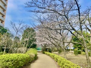 パークシティ市川脇の桜②