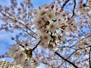 パークシティ市川脇の桜のアップ