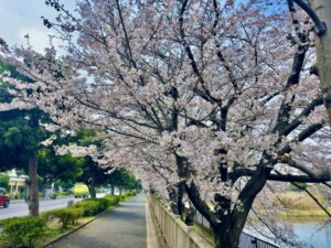 歩道沿いに咲く桜
