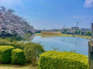 こざと北公園の北側からの全景写真の桜