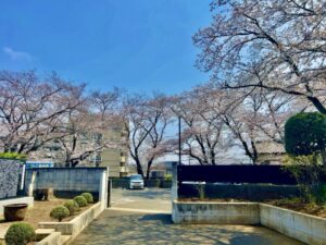 妙正寺境内内から見た駐車場の桜