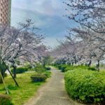 市川市・さくら堤公園(パークシティ市川)の桜を紹介|江戸川沿いの春散歩スポット