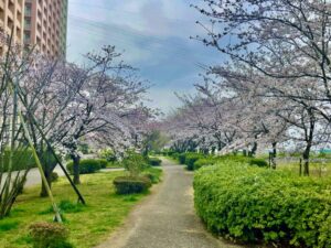 市川市・さくら堤公園(パークシティ市川)の桜を紹介|江戸川沿いの春散歩スポット