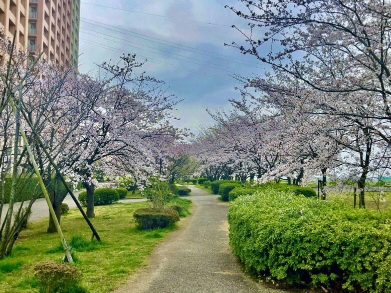 市川市・さくら堤公園(パークシティ市川)の桜を紹介|江戸川沿いの春散歩スポット