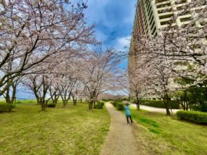 パークシティ裏の桜全貌