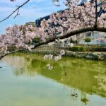 市川市「こざと公園」の桜を紹介｜水辺に映える北公園・南公園の春景色