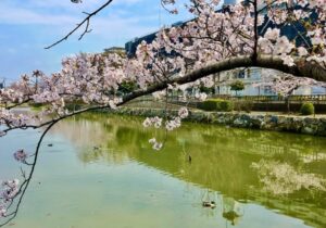 市川市「こざと公園」の桜を紹介|水辺に映える北公園・南公園の春景色
