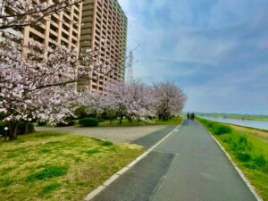 パークシティ裏の桜とサイクリングロード