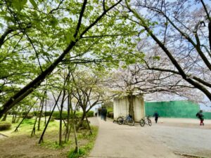 ミニグランド周辺の桜