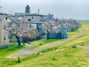 河津桜並木の先のソメイヨシノ