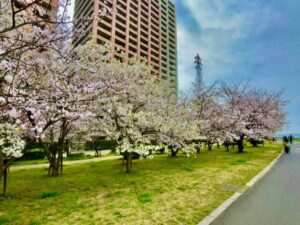 パークシティ市川裏の桜
