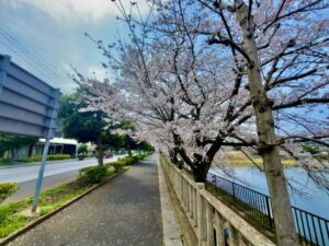 歩道と桜並木の引きの景色