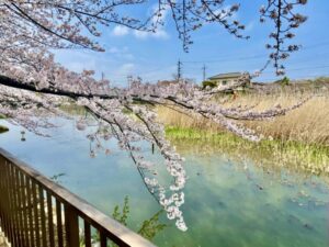 桜越しに見る池の表情