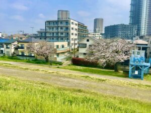 河津桜先の桜（ソメイヨシノ）