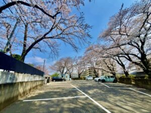 妙正寺駐車場の桜①