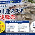 市川産の江戸前高級魚スズキが2026年5月29日に限定販売|市内6店舗の鮮魚店で実施