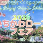 いちかわローズフェア2026が里見公園バラ園で5月16日開催｜演奏会やキッチンカーも